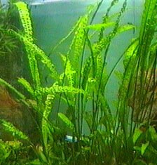 Cryptocoryne usteriana
